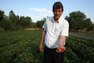 Çilek Ve Kiraz Festivali