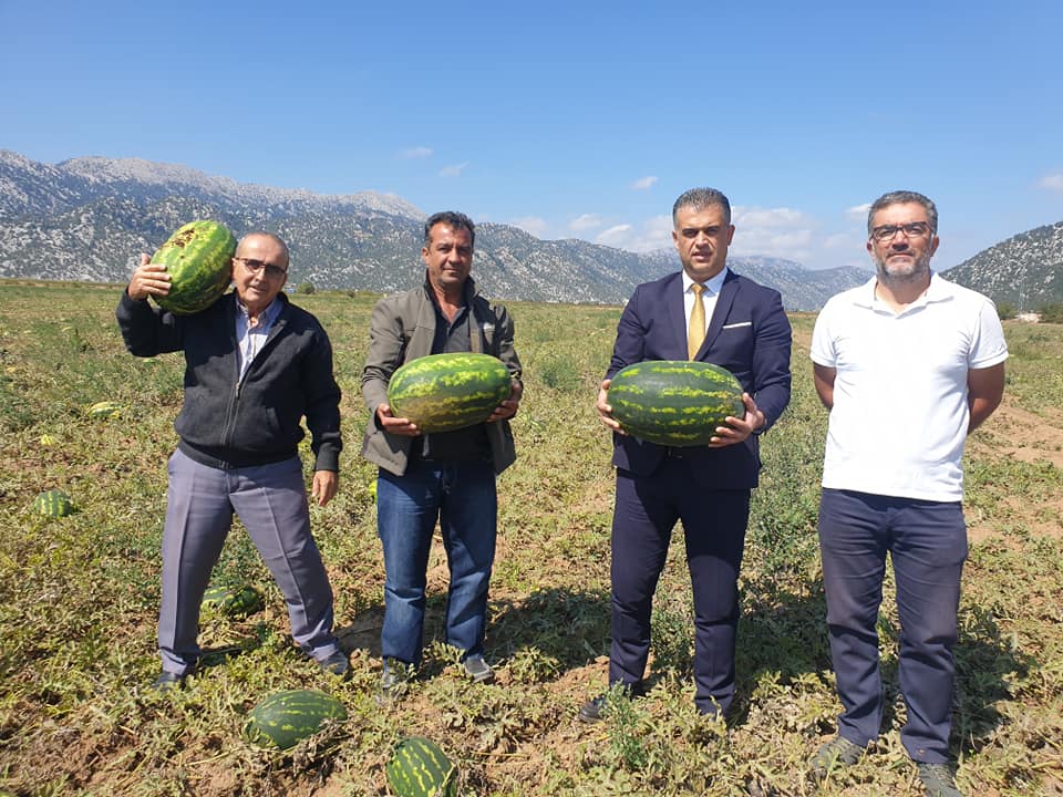 Başkanı Kısa, Karpuz Ekili Alanlarda İncelemelerde Bulundu