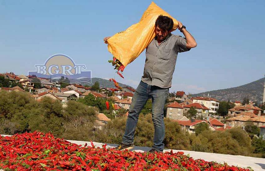 Beyşehir’de Deneme Amaçlı ‘İsot Biberi’ Yetiştirildi