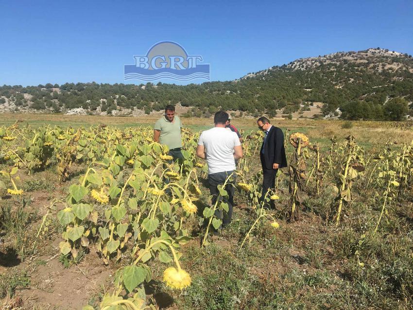 Beyşehir’de Yağlık Ayçiçeği Hasatı Başladı