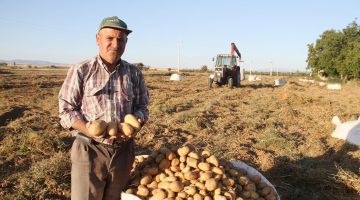 Beyşehir’de Cipslik patatesin ürün hasatı başladı